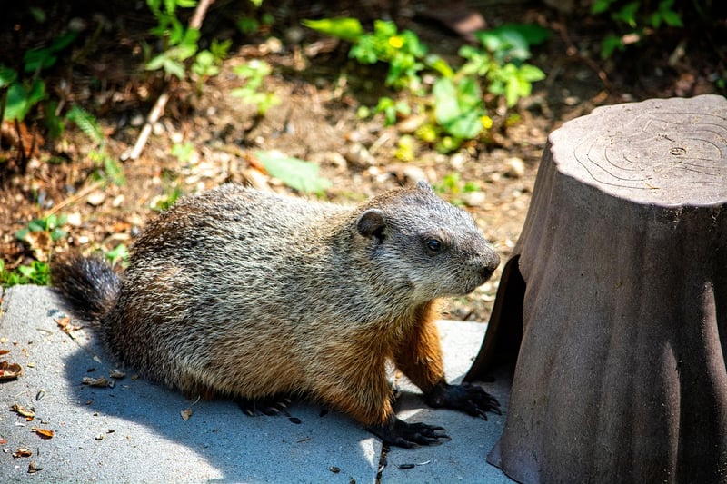 Groundhog Day Effect